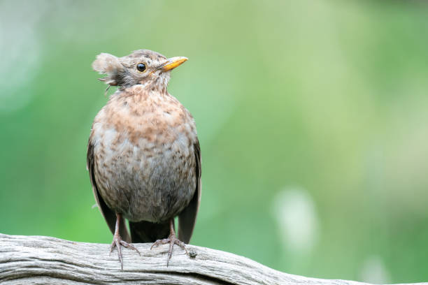 Female Blackbird with a feather sticking out stock photo