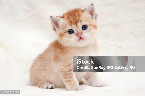 958523060istockphoto Ginger Cat Close Up During Golden Hour