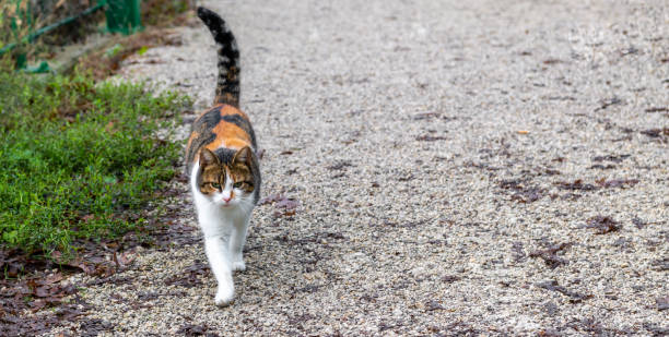 a female cat in a pedestrian walkway approaches - tadic stockfoto's en -beelden