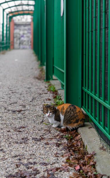 a female cat in a pedestrian walkway is resting - tadic stockfoto's en -beelden