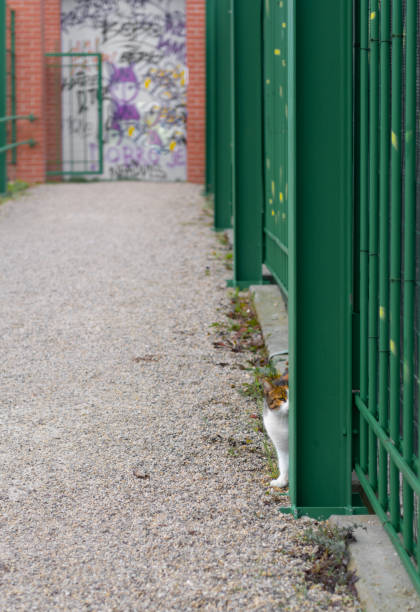 a female cat in a pedestrian walkwayis is hiding - tadic stockfoto's en -beelden