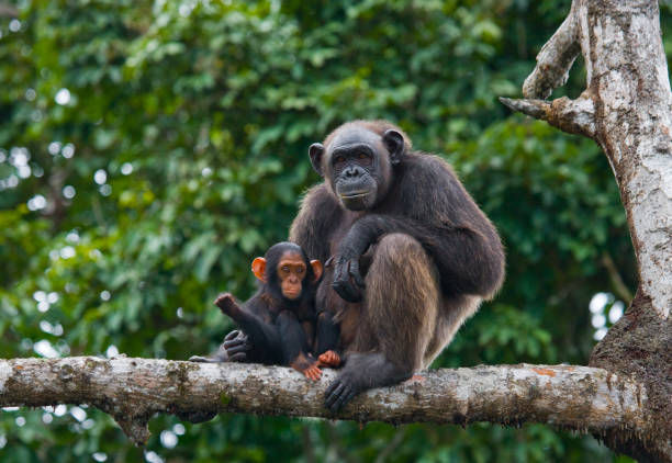 A female chimpanzee with a baby on mangrove trees. stock photo