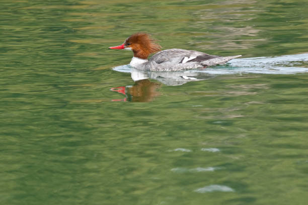 Female Common Merganser Swimming The Common Merganser (Mergus merganser) is a large diving duck that lives in rivers, lakes and saltwater in the forested areas of Europe, northern and central Asia, and North America. It has a serrated bill that helps it grip its prey which are mostly fish. In addition, it eats mollusks, crustaceans, worms and larvae. The common merganser builds its nest in tree cavities. The species is a permanent resident where the waters remain open in winter and migrates away from areas where the water freezes. This female common merganser in breeding plumage was photographed while swimming at Walnut Canyon Lakes in Flagstaff, Arizona, USA. jeff goulden reflection stock pictures, royalty-free photos & images