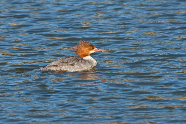 Female Common Merganser Swimming The Common Merganser (Mergus merganser) is a large diving duck that lives in rivers, lakes and saltwater in the forested areas of Europe, northern and central Asia, and North America. It has a serrated bill that helps it grip its prey which are mostly fish. In addition, it eats mollusks, crustaceans, worms and larvae. The common merganser builds its nest in tree cavities. The species is a permanent resident where the waters remain open in winter and migrates away from areas where the water freezes. This female common merganser in breeding plumage was photographed while swimming at Walnut Canyon Lakes in Flagstaff, Arizona, USA. jeff goulden southwest usa stock pictures, royalty-free photos & images