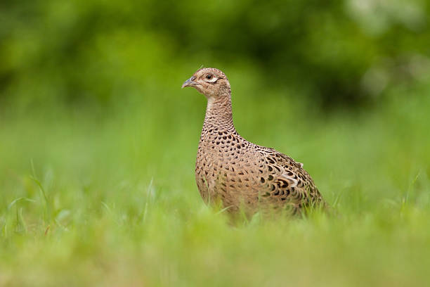 Female Common pheasant stock photo