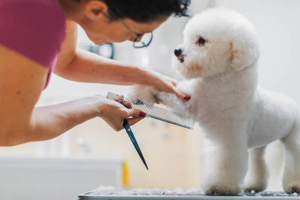 Female dog groomer brushing a bichon frise dog stock photo