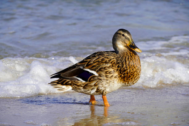 Female duck on the Baltic coast of Usedom. stock photo