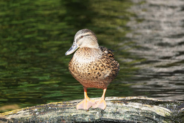 Female duck on the Baltic coast of Usedom. stock photo