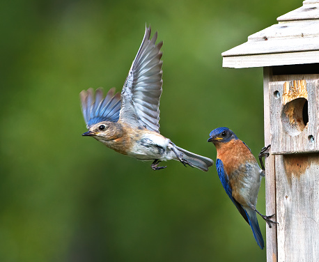 Female Eastern bluebird Sialia sialis  flying away from nesting box as the male looks on