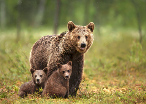 Close up of female Eurasian brown bear (Ursos arctos) and her cubs in boreal forest, Finland.