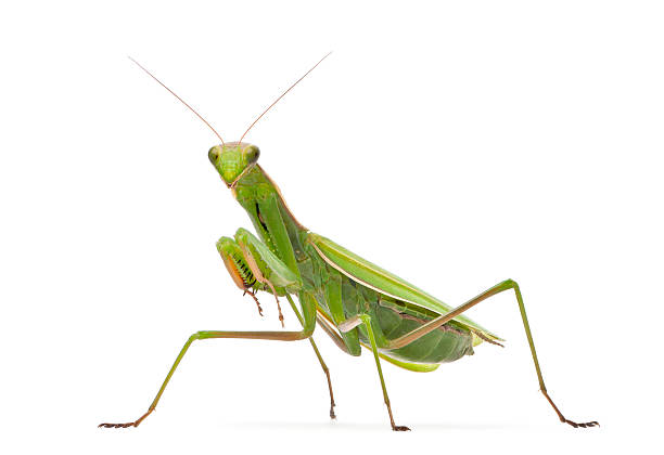 Female European Mantis, religiosa, in front of white background Female European Mantis or Praying Mantis, Mantis religiosa, in front of white background invertebrate stock pictures, royalty-free photos & images