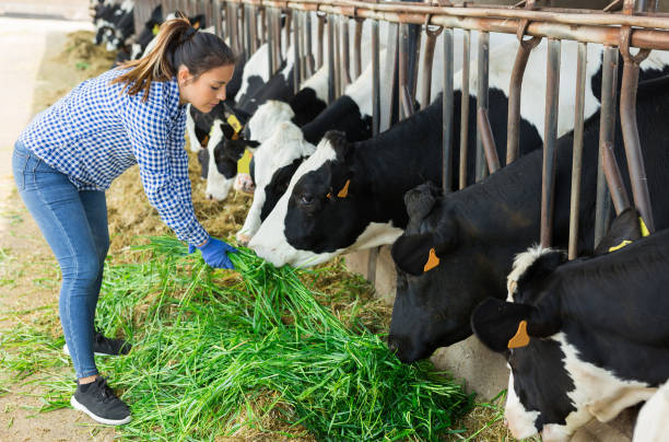 Female farmer feeding cows with fresh green grass stock photo