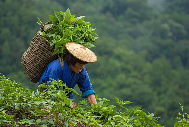 Female farmer in Bhutan stock photo