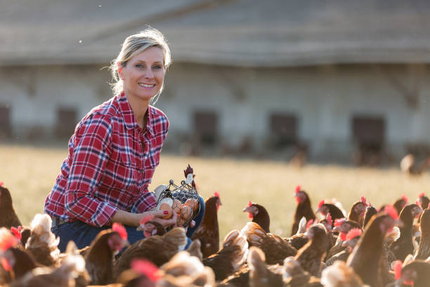 female farmer in farm with chicken female farmer in farm with chicken female animal stock pictures, royalty-free photos & images