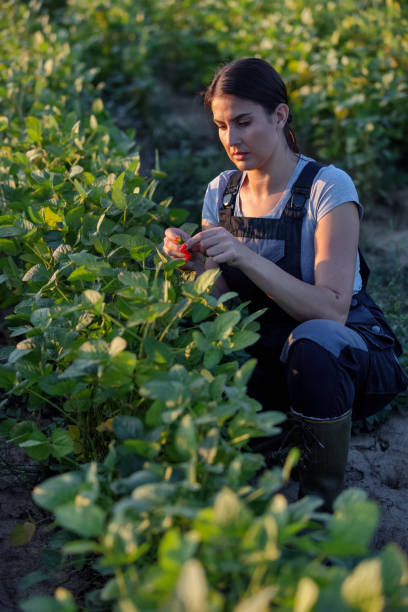 Female Farmer In Soybean Field stock photo
