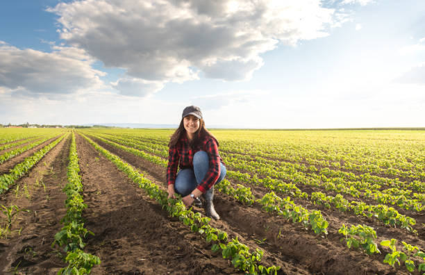 Female farmer or agronomist examining green soybean plants in field stock photo
