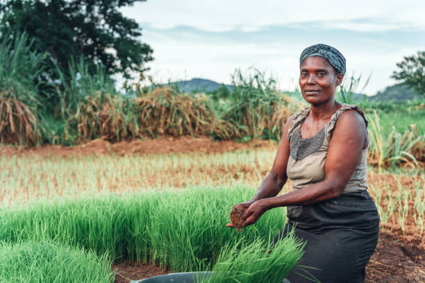 female farmer planting rice in Africa, Malawi Portrait of African female rural farmer in Malawi developing countries stock pictures, royalty-free photos & images
