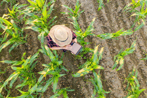 agricultora hembra usando tabletas en el campo de maíz. vista desde arriba de una agricultora con un sombrero de paja usando una tableta en un campo de maíz - corn field fotografías e imágenes de stock