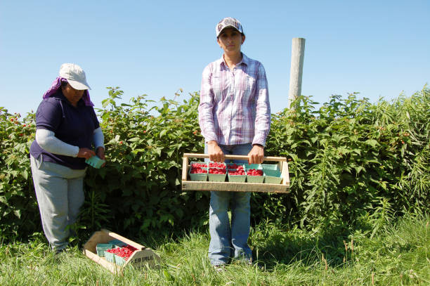 Female Farmworkers Harvesting Raspberries. stock photo