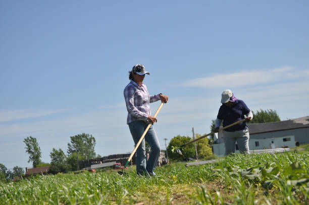 Female Farmworkers Weeding stock photo