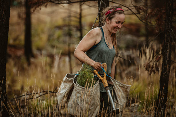 Female forest ranger planting new trees Female forest ranger planting new trees. Forester walking through dry grass carrying bag full of new seedlings and shovel. afforestation stock pictures, royalty-free photos & images