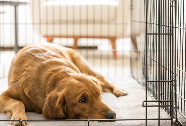 Female Golden Retriever Lies in Her Dog Crate, Looks Out of Frame New York, NY, USA - Winter 2021: Female Golden Retriever settles down on her gray mat in her dog crate. crate stock pictures, royalty-free photos & images