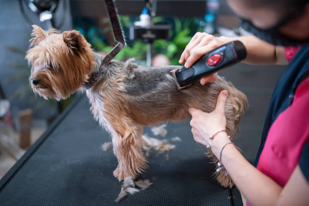 Female Groomer Is Giving A Haircut In Her Grooming Salon To Yorkshire Terrier Dog Female groomer is giving a Yorkshire Terrier dog a haircut in a grooming salon yorkie haircuts stock pictures, royalty-free photos & images