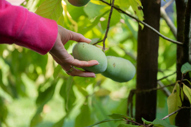 Female hand about to pick a ripe asimina fruit stock photo