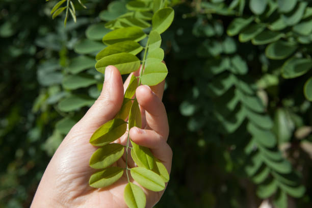 Female hand holds a leaf of the black locust stock photo