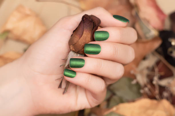 Female hand with green nail design. Female hand hold dry brown autumn rose flower. Glitter green autumn manicure. stock photo
