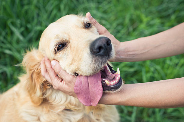 Female Hands Holding Golden Retriever Head Femal hands holding Golden Retriever head.  animal head photos stock pictures, royalty-free photos & images