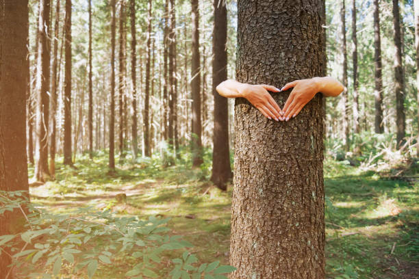Female hands making heart shape gesture on a tree trunk. stock photo