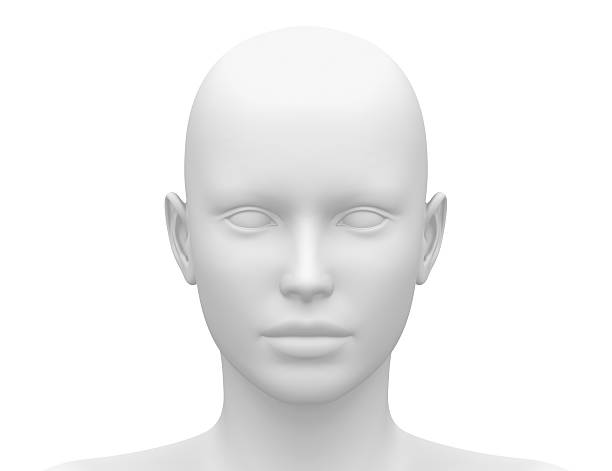 여성 헤드 근육 구조-전면 보기 - 사람 머리 뉴스 사진 이미지