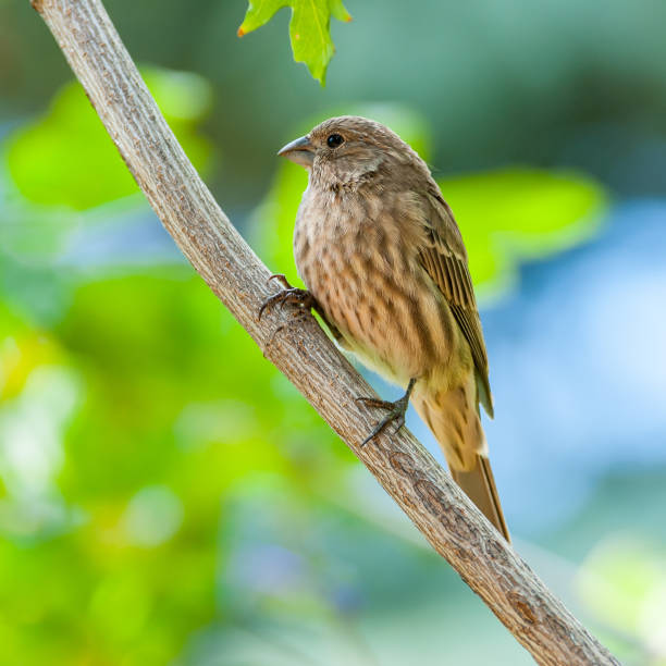 Female House Finch in a Tree The House Finch (Haemorhous mexicanus) is a year-round resident of North America and the Hawaiian Islands.  Male coloration varies in intensity with availability of the berries and fruits in its diet.  As a result, the colors range from pale straw-yellow through bright orange to deep red. Adult females have brown upperparts and streaked underparts.  This female finch was photographed near Walnut Canyon Lakes in Flagstaff, Arizona, USA. jeff goulden finch stock pictures, royalty-free photos & images