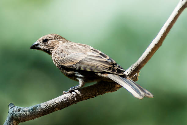 Female House Finch in a Tree stock photo