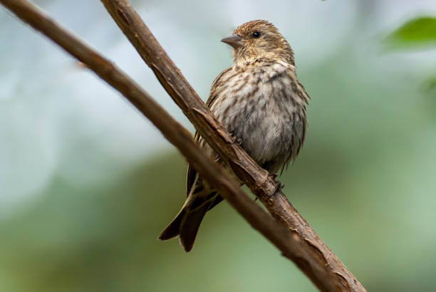 Female House Finch in a Tree stock photo