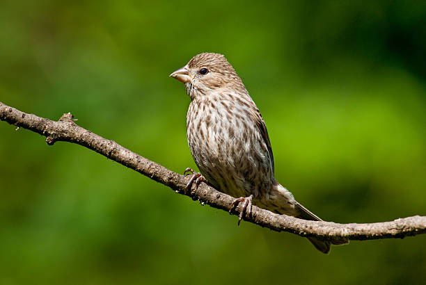Female House Finch The House Finch (Haemorhous mexicanus) is a year-round resident of North America and the Hawaiian Islands. Male coloration varies in intensity with availability of the berries and fruits in its diet. As a result, the colors range from pale straw-yellow through bright orange to deep red. Adult females have brown upperparts and streaked underparts. This female finch was photographed in Edgewood, Washington State, USA. jeff goulden finch stock pictures, royalty-free photos & images