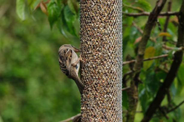 Female house sparrow (passer domesticus) Feeding stock photo