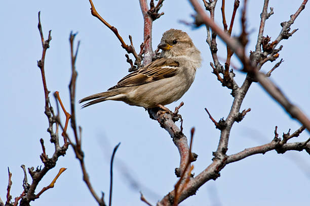 Female House Sparrow in a Tree The House Sparrow (Passer domesticus) is a common bird, found in most parts of the world. Females and young birds are colored pale brown and grey, and males have bright black, white, and brown markings. The house sparrow is native to most of Europe, the Mediterranean region, and much of Asia. It has been introduced to many parts of the world, including Australia, Africa, and the Americas, making it the most widely distributed wild bird. This male was photographed at Ryegrass Summit near Vantage, Washington State, USA. jeff goulden sparrow stock pictures, royalty-free photos & images