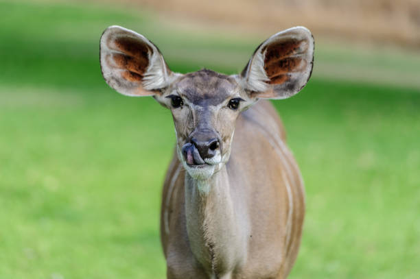 Female Kudu Antelope in National Park stock photo