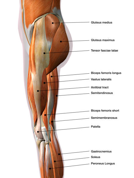 Female Leg Muscles Lateral View Labeled on White Side view of woman's leg muscles with labeled names hip body part stock pictures, royalty-free photos & images