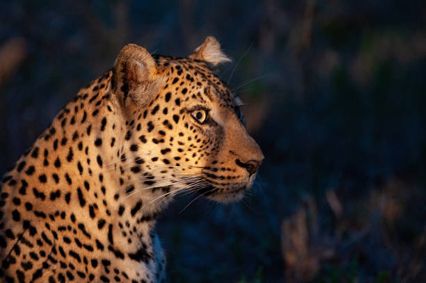 Female Leopard in the Wild stock photo