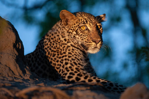 Female Leopard stock photo