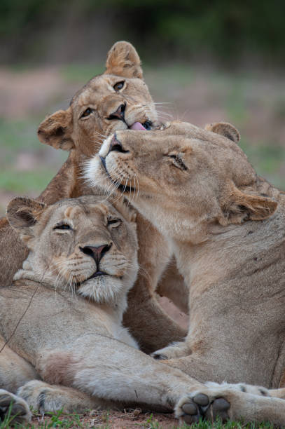 Female Lion Affection stock photo