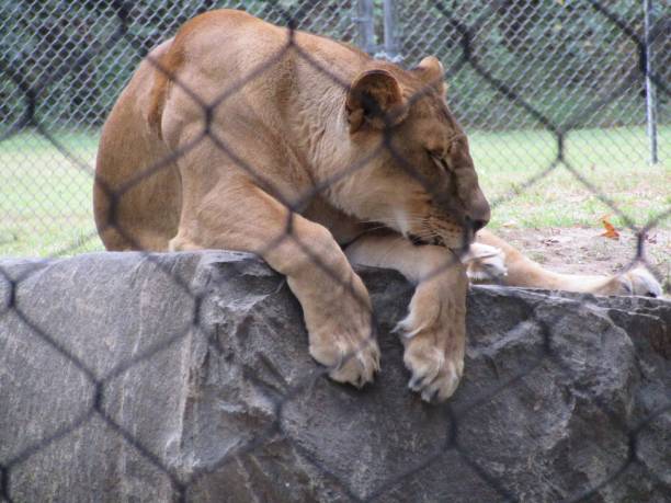 Female lion dozing stock photo