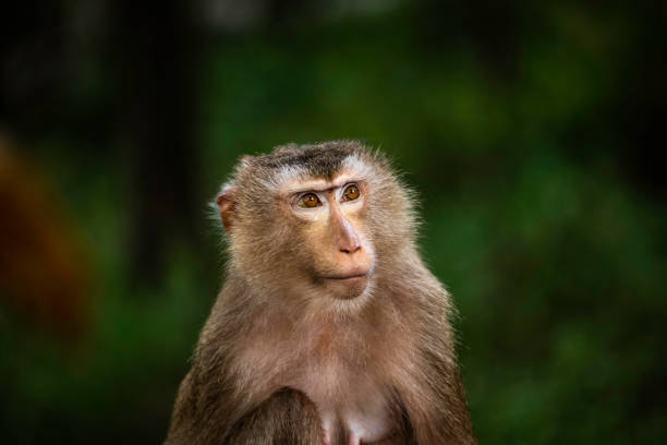 Female Macaque Monkey