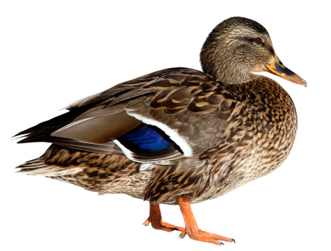 Female Mallard Duck Standing Isolated On White Stock Photo - Download ...