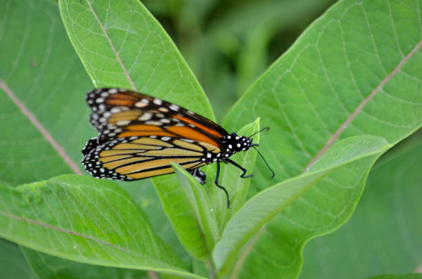 Female Monarch Butterfly laying eggs on millkweed stock photo