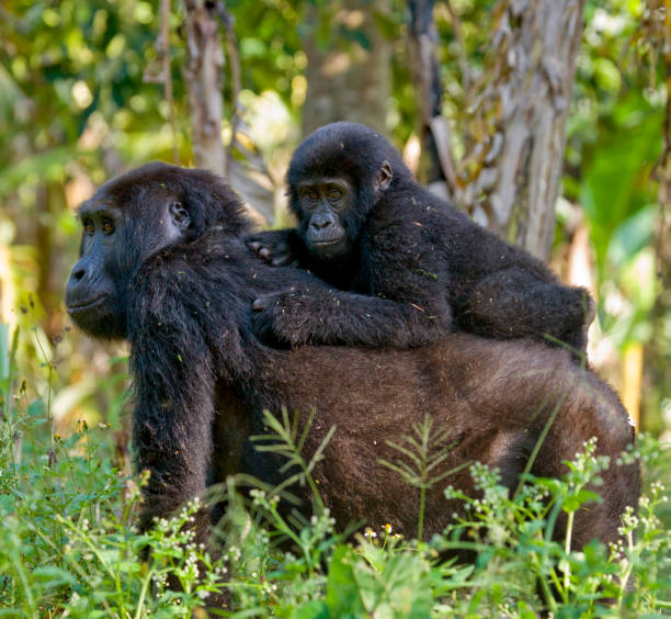 Female mountain gorilla with a baby. Uganda. Bwindi Impenetrable Forest National Park. stock photo
