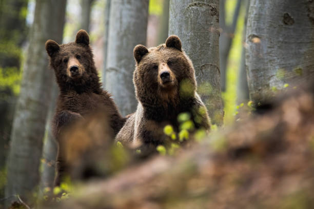 Female of brown bear together with her cub in the woods Little cube of brown bear, ursus arctos, standing and laying his paw on his fluffy mother among the trees. A pair of forest predators posing in the beechwood. Bear family in the forest. Bear stock pictures, royalty-free photos & images
